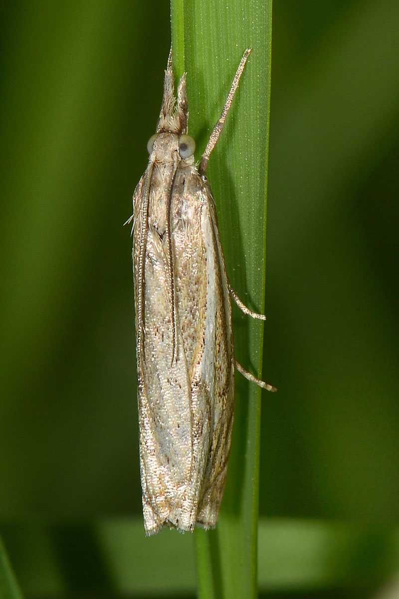 Crambidae N 1 - Crambus lathoniellus